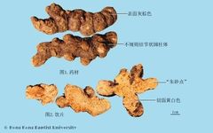 Atractylodes: Strengthening the Spleen, Drying Dampness, and Resolving Depression