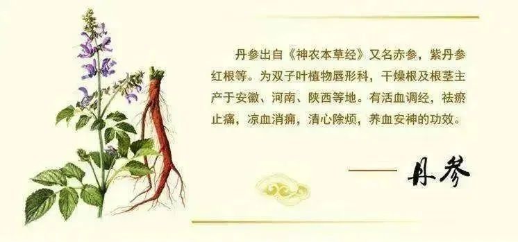 Dan Shen (Salvia miltiorrhiza) – Usage and Benefits