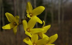 Bencao Gangmu: Forsythia