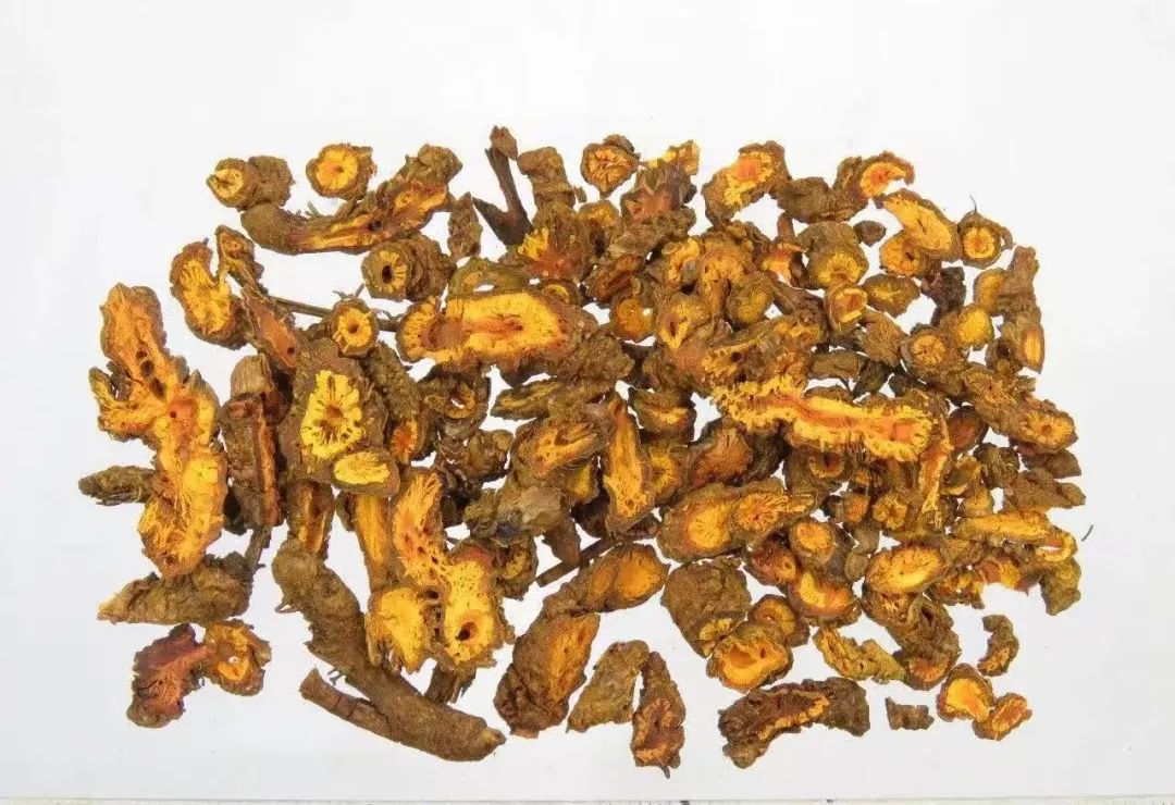 Huang Lian: The Best Herb for Clearing Damp-Heat from the Stomach and Intestines