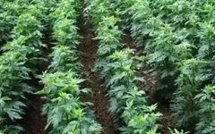 Weekly Herb - Fu Zi (Aconite)