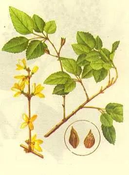 The Efficacy of Lianqiao (Forsythia suspensa): Reducing Swelling, Clearing Heat, and Detoxifying