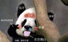 Traditional Chinese Medicine Insights: Differentiating Between Wind-Cold and Wind-Heat in Common Colds