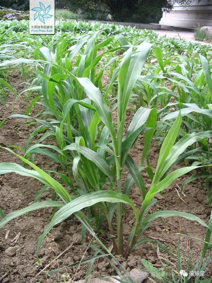 A Detailed Discussion on Coix Seed (Yi Yi Ren)