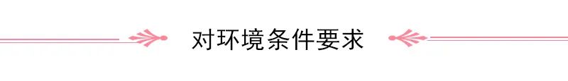 Overview of Cang Zhu (Atractylodes)