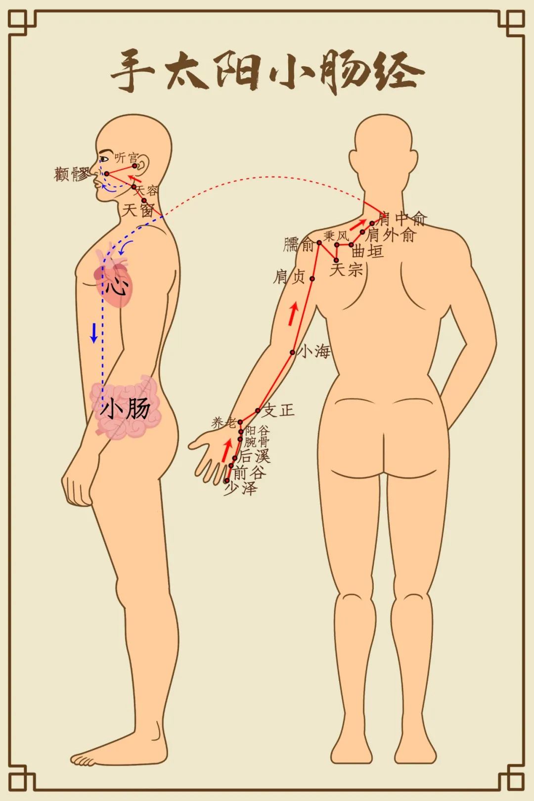 Comprehensive Diagram of Human Meridians (Recommended for Collection)
