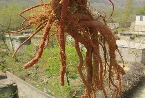 Dan Shen: A Herb with Benefits Comparable to Four Substances! Strengthening the Heart, Activating Blood Circulation, Promoting Tissue Regeneration, and Protecting the Brain - Affordable for Everyone!