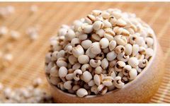 The Effects and Functions of Coix Seed (Yi Yi Ren), Side Effects, and Contraindications