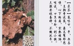 Traditional Chinese Medicine | Medicinal Cuisine with Baiyin—Poria