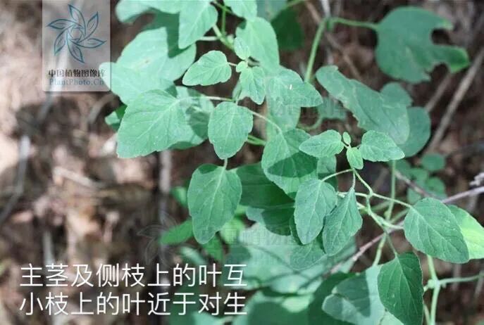 Introduction to Dang Shen (Codonopsis pilosula)