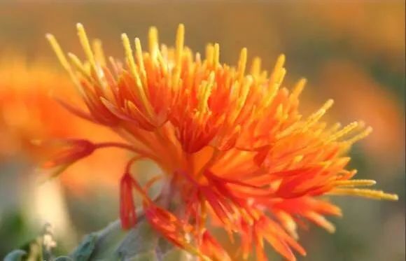 Safflower: Passionate and Versatile in Tea, Soup, Foot Soaks, and Medicine!