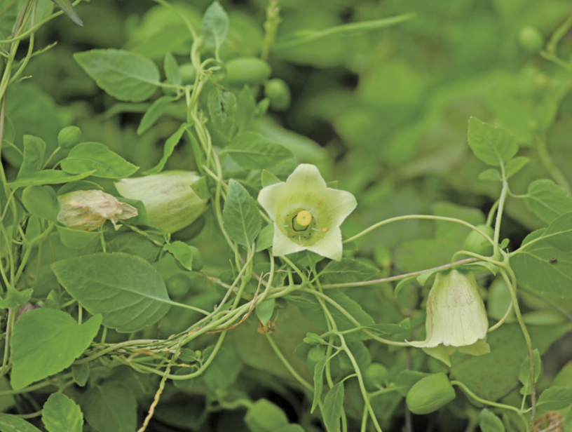Exploring the Medicinal Qualities of Dang Shen (Codonopsis pilosula)