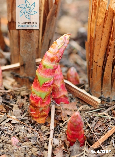Bencao Gangmu: Hu Zhang (Japanese Knotweed)