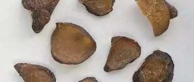 Exploring the Dosage of Aconite: A Discussion on the Toxicity and Usage of Aconite in TCM