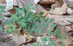 Understanding Chinese Medicine: Angelica Sinensis (Dong Quai)