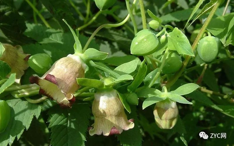 A Comprehensive Guide to the Efficacy and Uses of Codonopsis (Dang Shen)