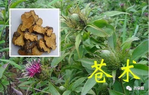 The Therapeutic Use of Cang Zhu (Atractylodes) for Dampness