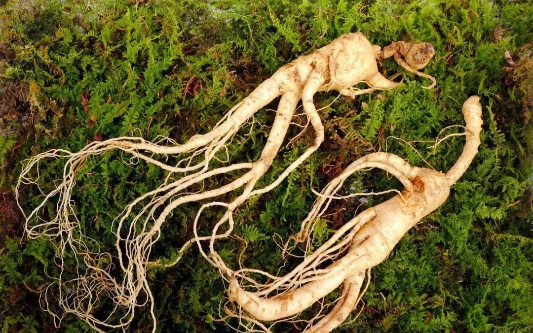 A Comprehensive Guide to Qi-Boosting Herbs and Their Applications