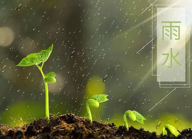 Rain Water: 4 Medicinal Dietary Recipes for Soothe Liver Qi and Nourish Spleen and Stomach