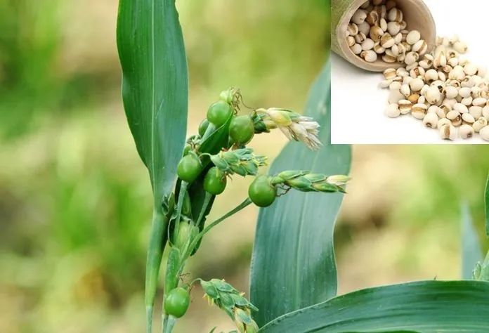 Diuretic and Edema-Reducing Herbs
