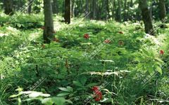 Exploring the Essence of Traditional Chinese Medicine: Ginseng