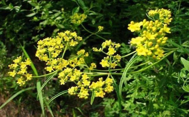 Exploring Chinese Medicinal Herbs: A Journey into the Compendium of Materia Medica (Part II)