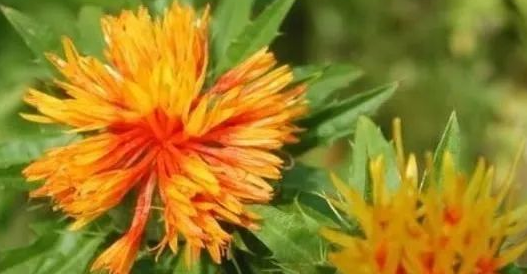 Traditional Chinese Medicine: The Efficacy and Identification of Honghua (Safflower)