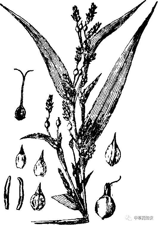 Chinese Herbal Medicine: Coix Seed (Yi Yi Ren)