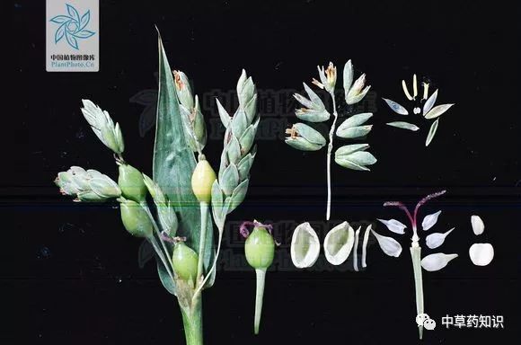 Chinese Herbal Medicine: Coix Seed (Yi Yi Ren)
