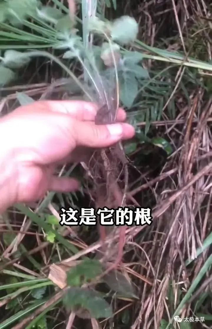 Dan Shen: A Valuable Herb for Heart Disease, Thrombosis Prevention, and Trauma Recovery