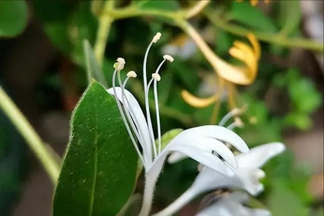 Honeysuckle: A Treasure for Health, Infuse it in Water to Solve Several Issues
