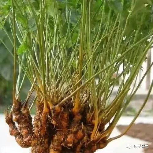 Cultivation and Management of Huanglian (Coptis chinensis)