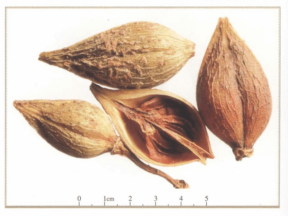 The Authentic Medicinal Material of Lian Qiao (Forsythia Suspensa)