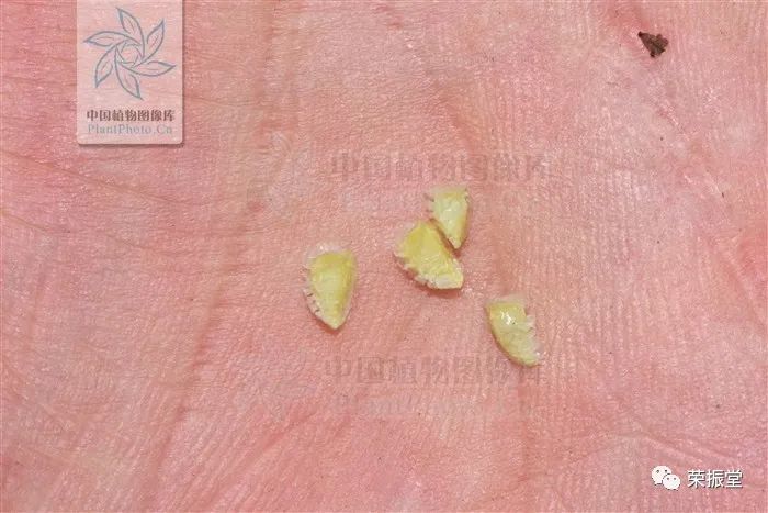 A Detailed Discussion on Chinese Herbal Medicine | Fu Zi (Aconite)