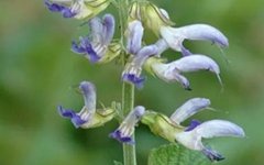 The Medicinal Value of Dan Shen: 6 Remarkable Health Benefits!
