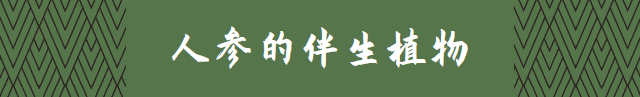 Exploring the Essence of Traditional Chinese Medicine: Ginseng