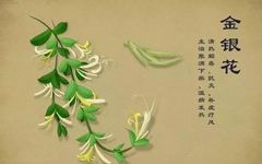 10 Remarkable Uses of Honeysuckle for Family Health - A Must-Read!
