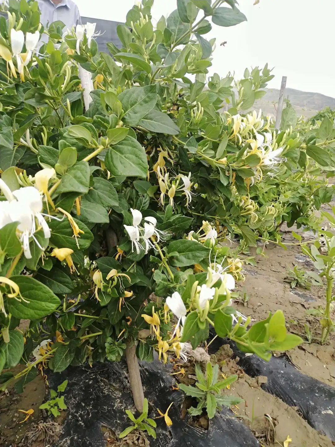 Medicinal Value and Health Benefits of Honeysuckle (Jin Yin Hua)