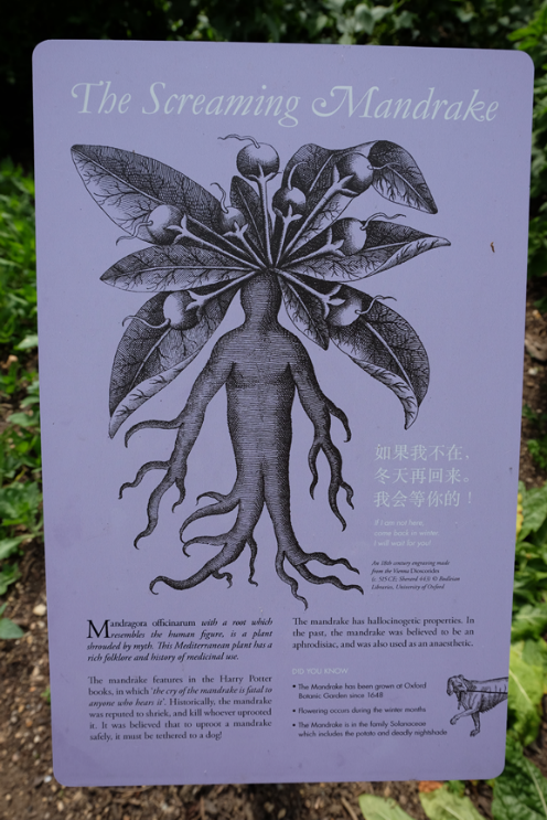 The Roots of Human-Like Plants: Not Just Ginseng, but Also the Old Poisonous Ones