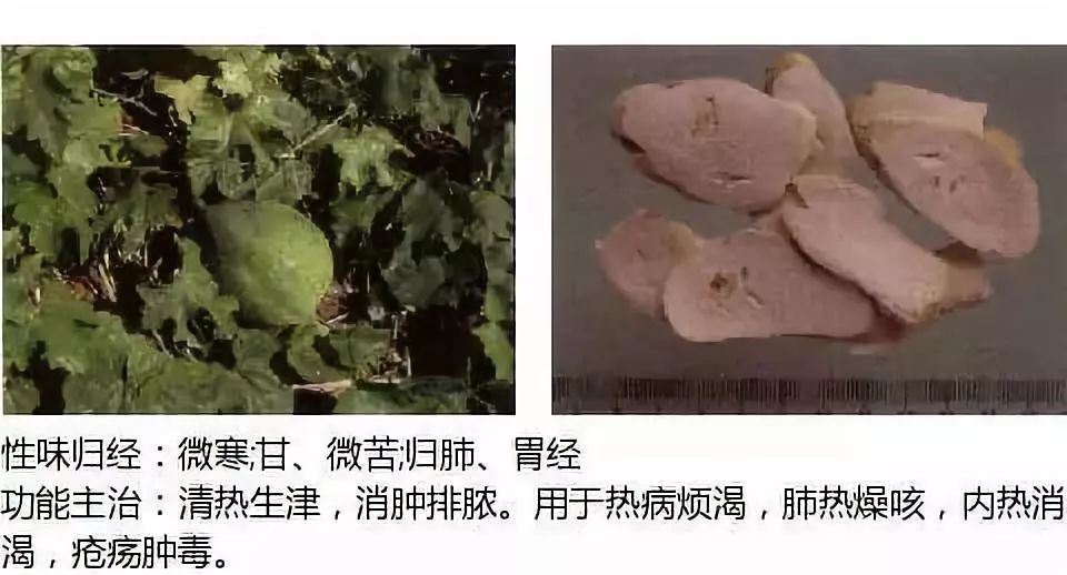 Illustrated Guide to Over 500 Chinese Medicinal Herbs (Including Therapeutic Effects)