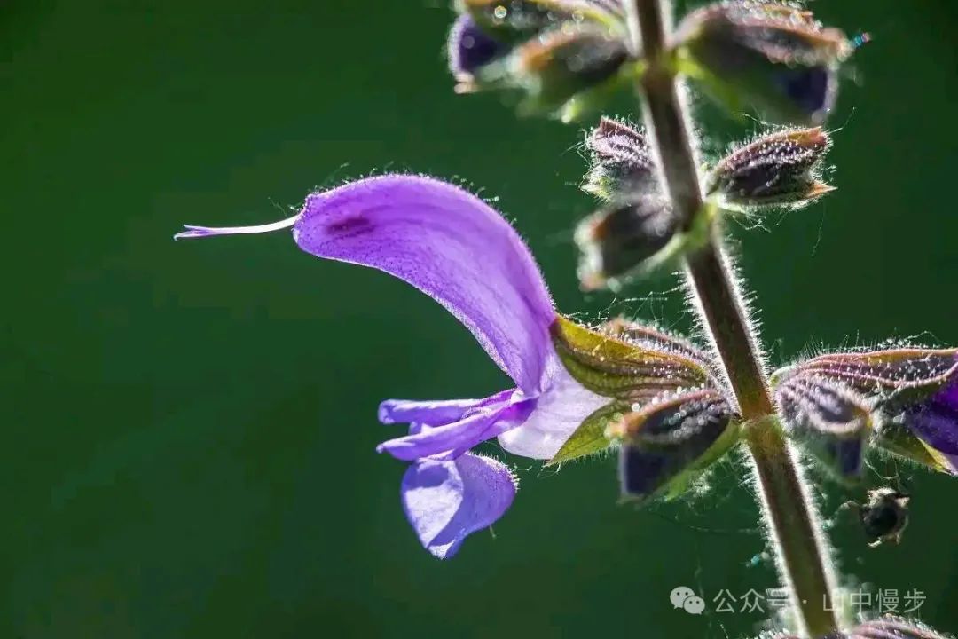 A Story Behind Each Herb: Dan Shen - The 'Vascular Cleaner' That Melts Stagnation Like Spring Water