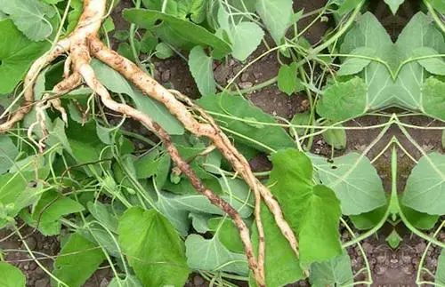 The Medicinal and Nutritional Benefits of Dang Shen (Codonopsis pilosula)