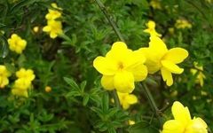 The Efficacy and Functions of Lian Qiao: Clearing Heat, Detoxifying, Dissipating Nodules, and Reducing Swelling