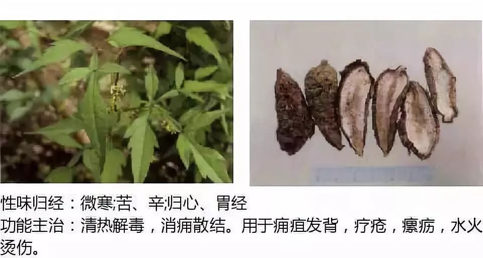 Illustrated Guide to Over 500 Chinese Medicinal Herbs (Including Therapeutic Effects)