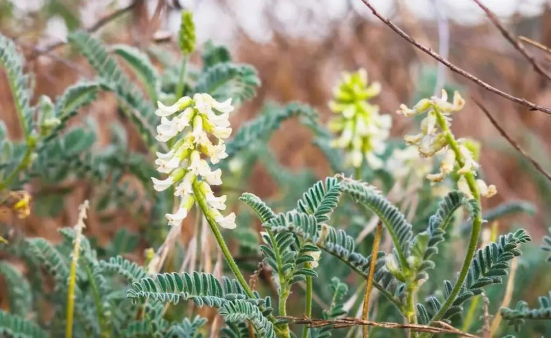Astragalus: An Excellent Tonic with 5 Key Considerations in TCM That Many People Overlook