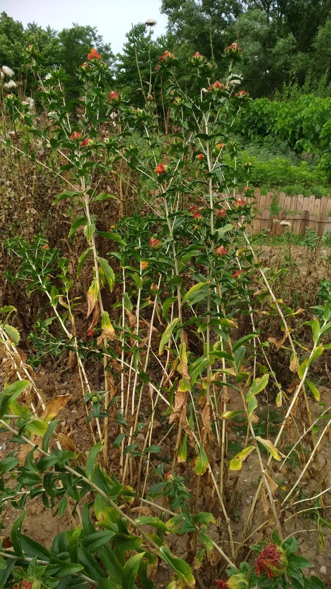 Safflower: A Healthy Nutritional Oil