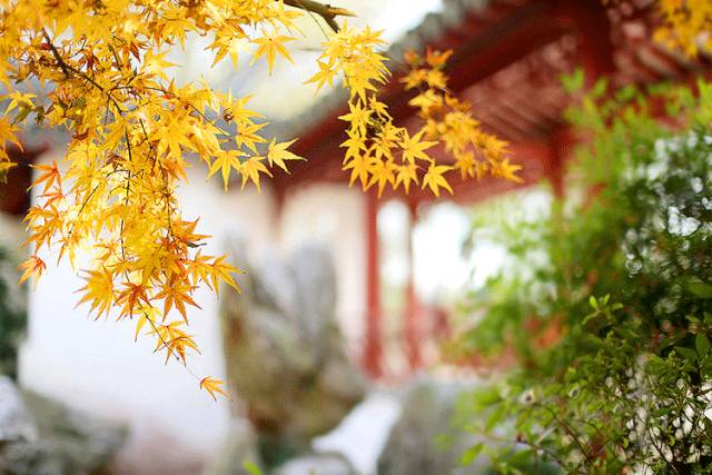 The Power of the Five Elements in Traditional Chinese Medicine