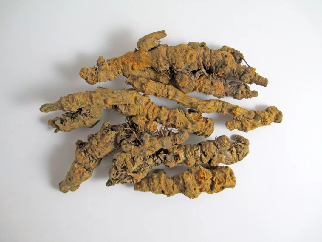 The Many Benefits of the Bitter Huang Lian (Coptis)