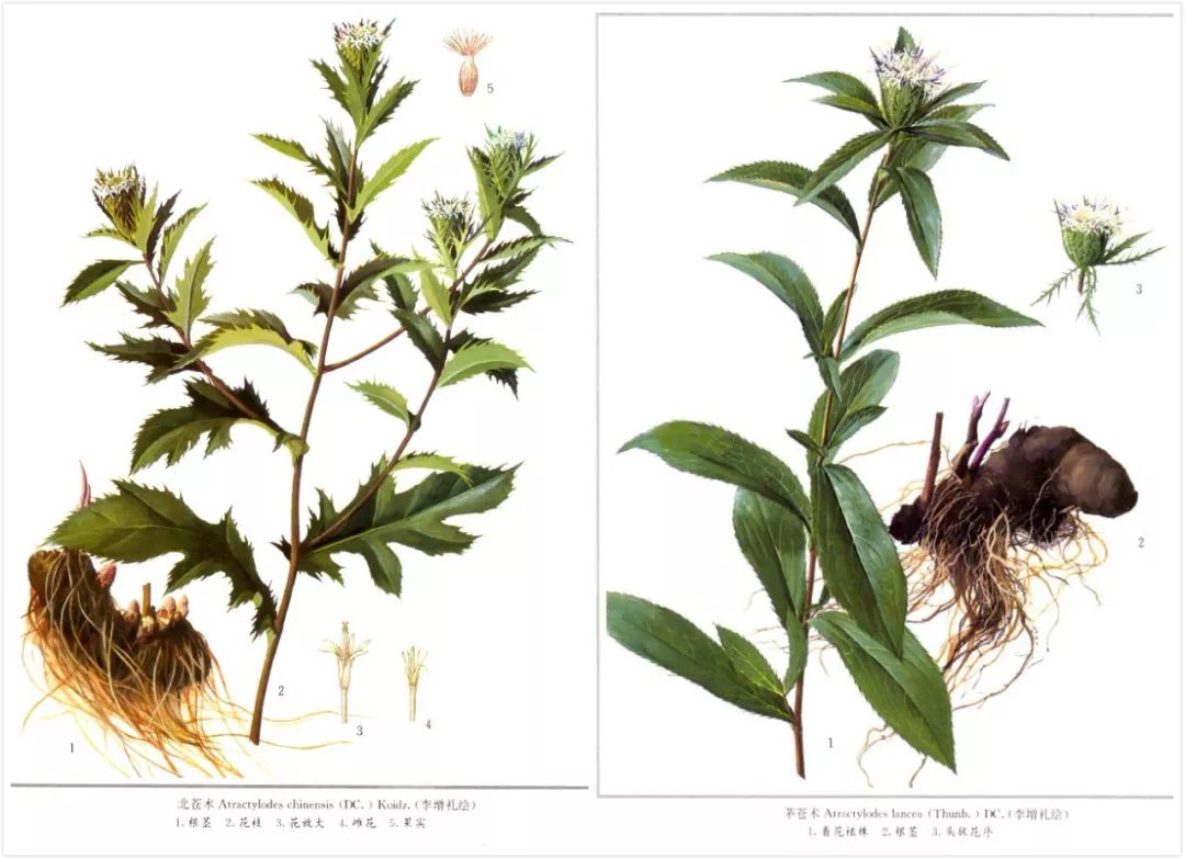 A Comprehensive Guide to Atractylodes (Cang Zhu)