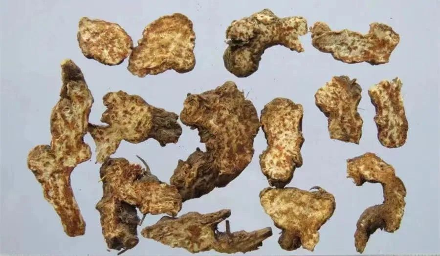 Understanding Cang Zhu (Atractylodes) in Traditional Chinese Medicine